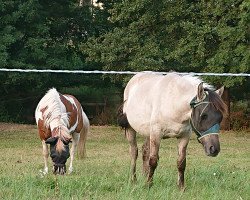 Pferd Marvin (Konik, 2018)