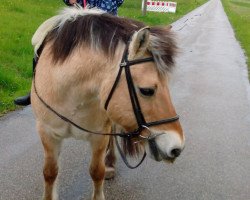 horse Ragnarók (Fjord Horse, 1996, from Rex I-84)