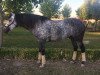 dressage horse Romantico JR (Pura Raza Espanola (PRE), 2011, from Sabio IX)