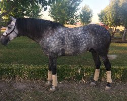 Dressurpferd Romantico JR (Pura Raza Espanola (PRE), 2011, von Sabio IX)