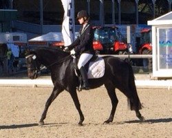 dressage horse Con Courage K (German Riding Pony, 2010, from Champion)