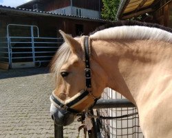 broodmare Jördis (Fjord Horse, 2004, from Onyx)