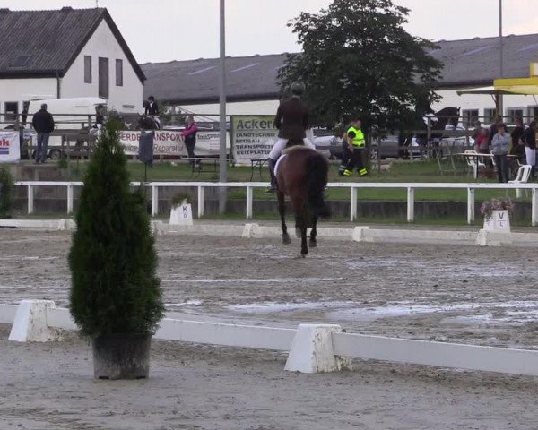 Reitturnier Melle-Ostenfelde 2016