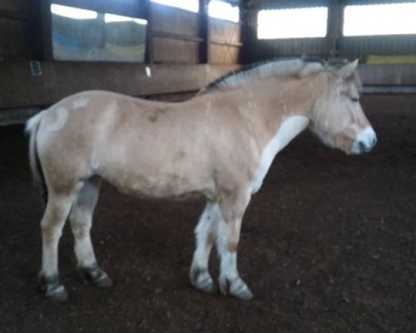 horse Junis (Fjord Horse, 2013, from Vacceur)