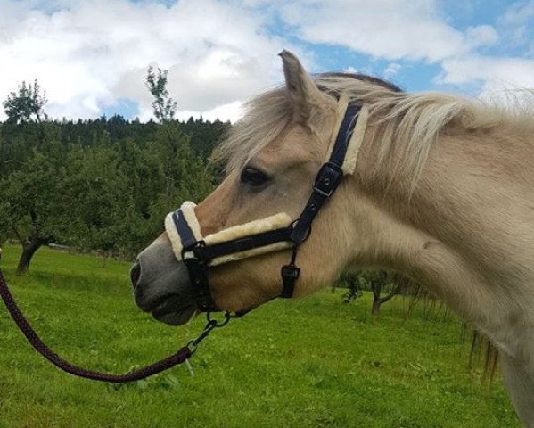 broodmare Ronja (Fjord Horse, 1987, from Heino F 78)