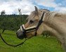 Zuchtstute Ronja (Fjordpferd, 1987, von Heino F 78)