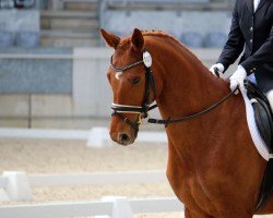 horse Hello Santos (Hanoverian,  )