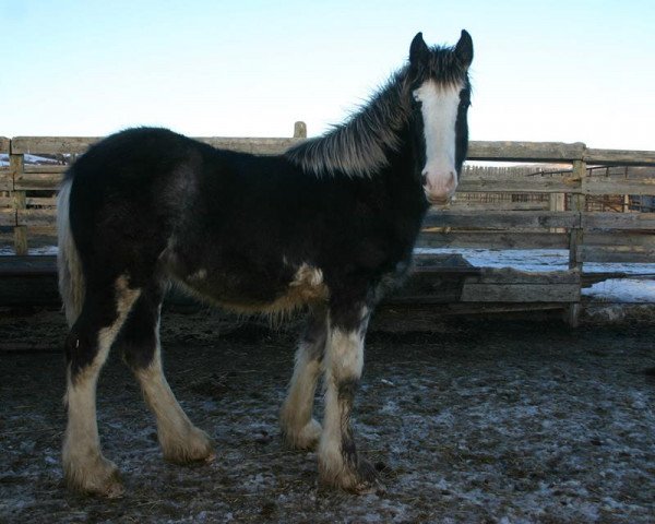 broodmare Battle River Fiona (Clydesdale, 2014, from Cranbrook's Mr. Jock)