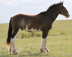 horse Battle River Devyn (Clydesdale, 2013, from Willow Way Bacardi)