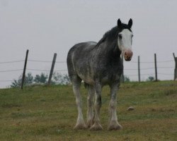 Pferd Battle River Cyan (Clydesdale, 2010, von Cranbrook's Mr. Jock)