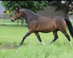 dressage horse Hesselteichs Grace Kelly (Deutsches Reitpony, 2010, from Gandalf)