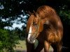 stallion Duvanell Lh (German Riding Pony, 2016, from Dating At NRW)