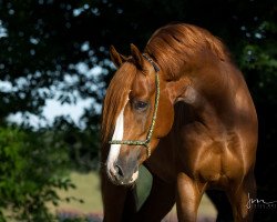 stallion Duvanell Lh (German Riding Pony, 2016, from Dating AT NRW)