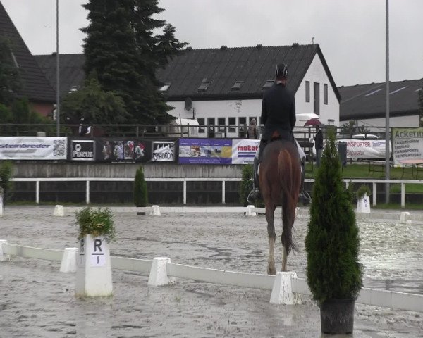 Reitturnier Melle-Ostenfelde 2016