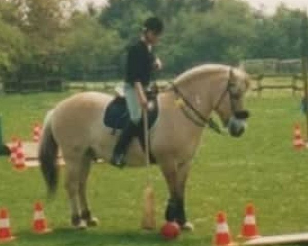 horse Husky (Fjord Horse, 1985, from Heino F 78)