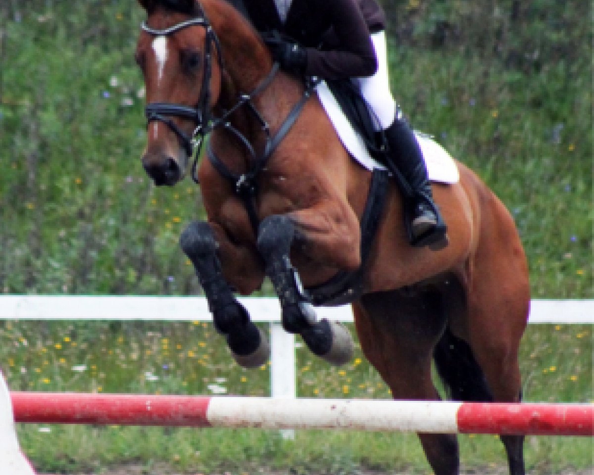 horse Toftehøjs Quick (Danish Warmblood, 2006, from Bøgegårdens Quattro)
