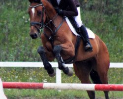 horse Toftehøjs Quick (Danish Warmblood, 2006, from Bøgegårdens Quattro)