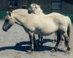 broodmare Mira (Fjord Horse, 1985, from Heino F 78)