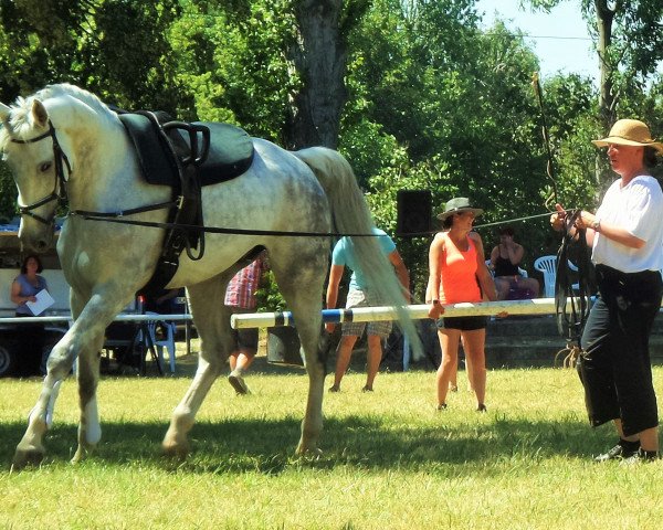 horse Rudi (German Sport Horse, 2004, from Rudelsburg)