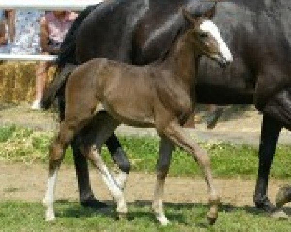 dressage horse Daimon 16 (Württemberger, 2003, from Denaro)