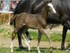 dressage horse Daimon 16 (Württemberger, 2003, from Denaro)