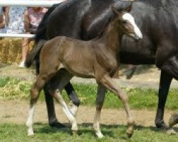 dressage horse Daimon 16 (Württemberger, 2003, from Denaro)