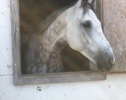 jumper Cooper L 2 (Oldenburg show jumper, 2012, from Califax)