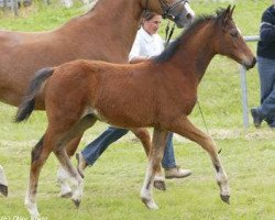 Pferd Lorelei (Württemberger, 2004, von Lancino de L)