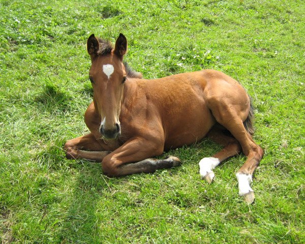 horse La dolce vita (Württemberger, 2010, from Lavaletto)