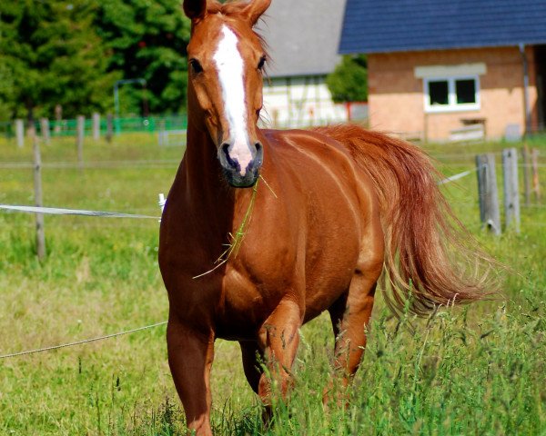 Pferd Mick Jagger (Württemberger, 1991, von Mitch)