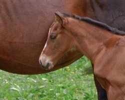 dressage horse Alession (Württemberger, 2008, from Alassio's Boy)