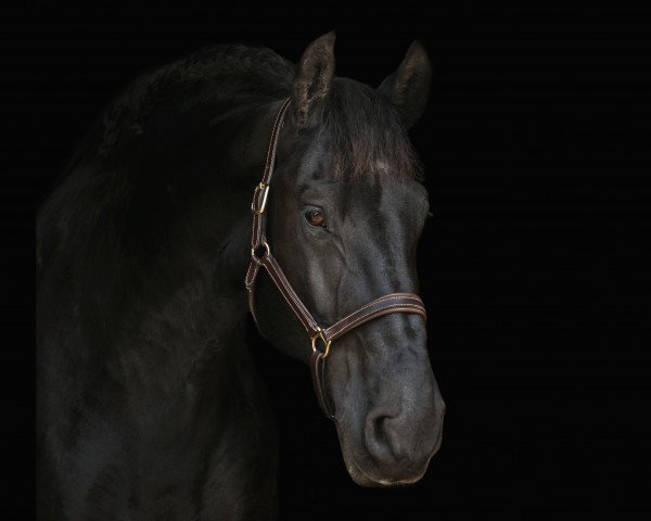 dressage horse Nemo 295 (Friese, 2004)