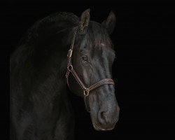 dressage horse Nemo 295 (Friese, 2004)