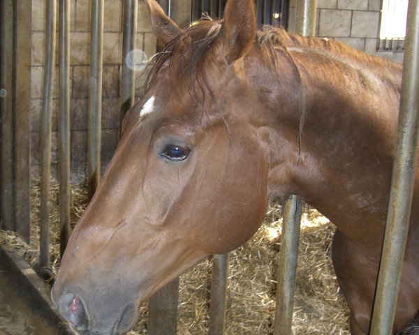 Springpferd Elvis (Württemberger, 2003, von Epikur)