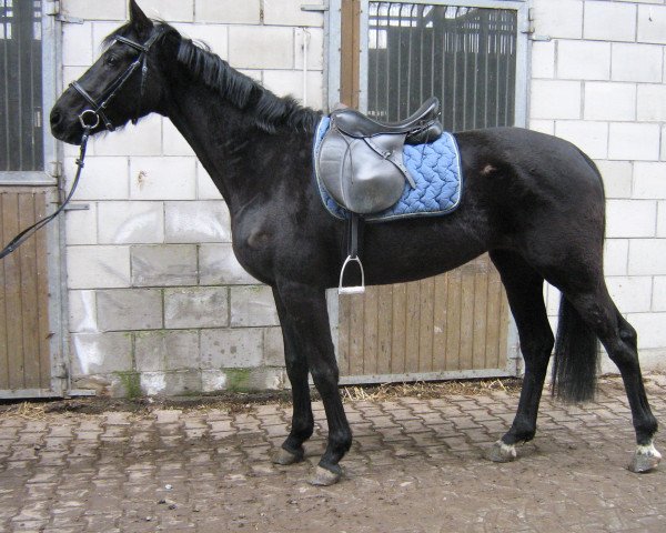 dressage horse Delilah (Württemberger, 2006, from Daramis)