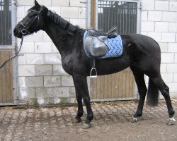 dressage horse Delilah (Württemberger, 2006, from Daramis)