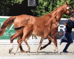 Springpferd Cartagena VS (Oldenburger Springpferd, 2019, von Conthargos)