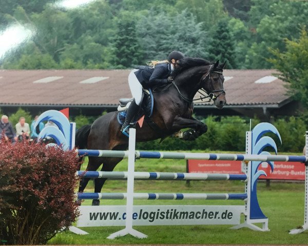 jumper Finesse 330 (Hanoverian, 2008, from For Edition)