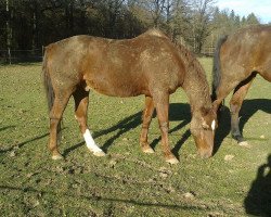 Pferd Mr. Mexx (Württemberger, 1992, von Mitch)