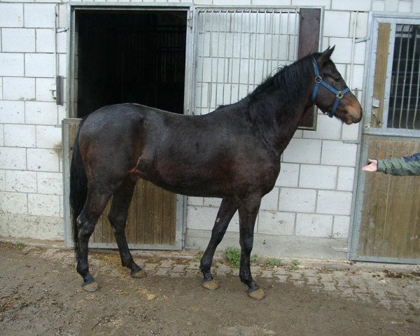 horse Lamaro (Württemberger, 2003, from Lancino de L)