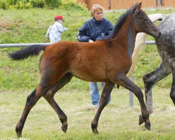 Springpferd Sarolus (Württemberger, 2004, von Samos)