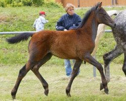 Springpferd Sarolus (Württemberger, 2004, von Samos)