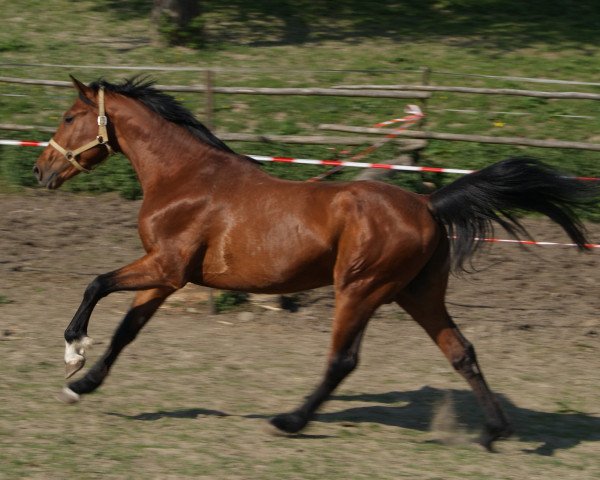 Springpferd Calvin (Württemberger, 2007, von Cesano II)