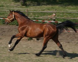 Springpferd Calvin (Württemberger, 2007, von Cesano II)