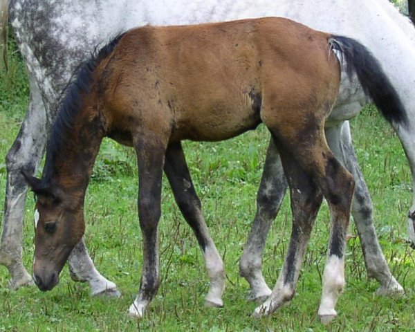 Springpferd Anton (Württemberger, 2005, von Acordelli)