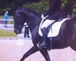 dressage horse Ramira VIII (+) (Württemberger, 2002, from Ruehmann)