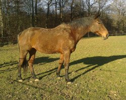 dressage horse Angie (Württemberger, 2001, from Assistent)