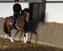 jumper Fernando 738 (Swedish Warmblood, 2010, from Numero Uno)