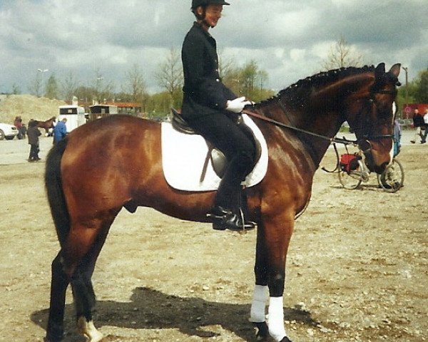 horse Lysander (Württemberger, 1993, from Landioso)