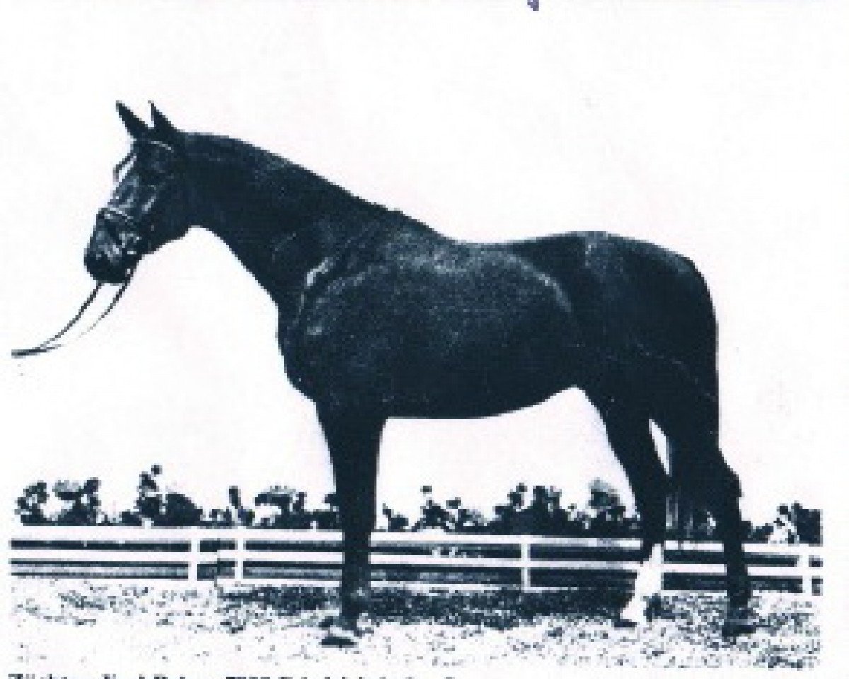 Pferd Test the Jazz (Württemberger, 1987, von Tiro)